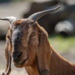 Goat Puns: Meaning, Style, History, and Visual Guide