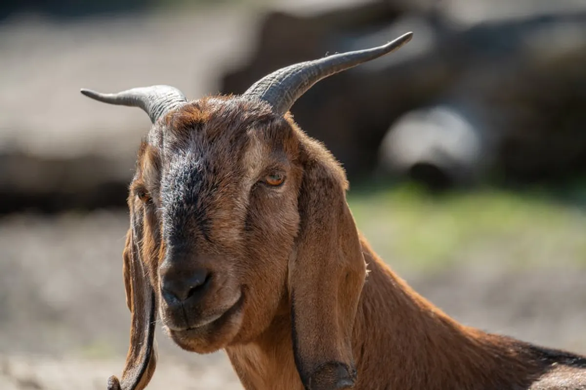 Goat Puns: Meaning, Style, History, and Visual Guide